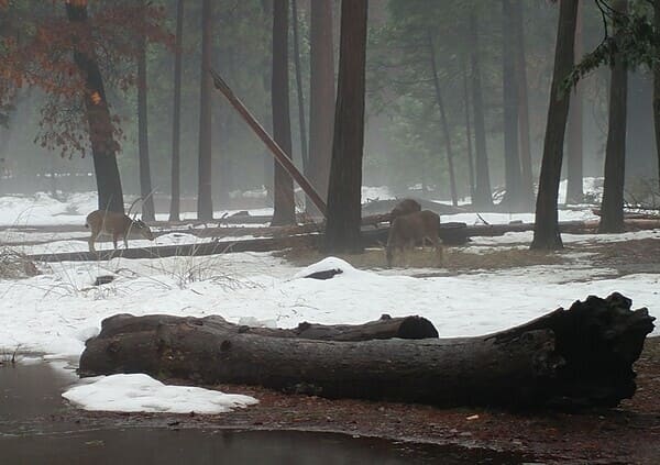 picture of nature in Yosemite with logs, water, mist, and 3 deers in the back 